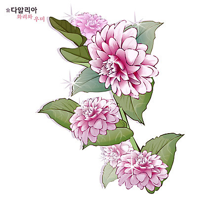 EPS 식물 꽃 분홍색 일러스트 자연 가을꽃 사람없음 달리아 꽃말 국내일러스트 컬러 생태계 파일형식 벡터 가을_계절