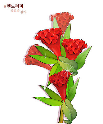 EPS 식물 꽃 컬러 일러스트 여름꽃 자연 사람없음 빨간색 꽃말 맨드라미 국내일러스트 생태계 파일형식 벡터 여름_계절