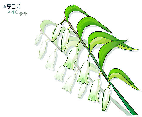 EPS 식물 꽃 일러스트 여름꽃 자연 사람없음 둥글레 국내일러스트 생태계 파일형식 벡터 여름_계절