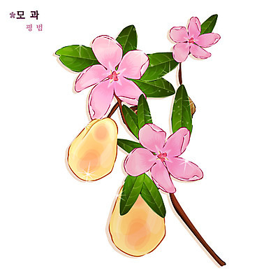 EPS 식물 꽃 분홍색 일러스트 자연 사람없음 꽃말 모과 국내일러스트 컬러 과일 생태계 파일형식 벡터