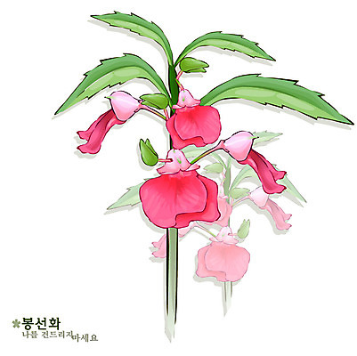 EPS 식물 꽃 분홍색 일러스트 여름꽃 자연 사람없음 꽃말 봉선화 국내일러스트 컬러 생태계 파일형식 벡터 여름_계절