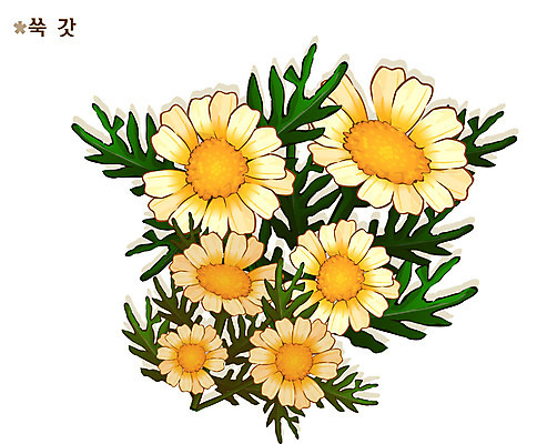 EPS 식물 꽃 컬러 일러스트 여름꽃 자연 사람없음 노란색 꽃말 쑥갓 국내일러스트 채소 생태계 파일형식 벡터 여름_계절