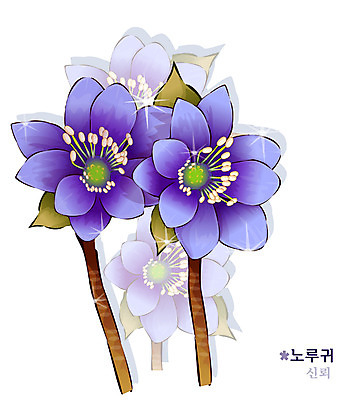 EPS 식물 꽃 컬러 일러스트 봄꽃 자연 사람없음 보라색 꽃말 노루귀 국내일러스트 봄 생태계 파일형식 벡터