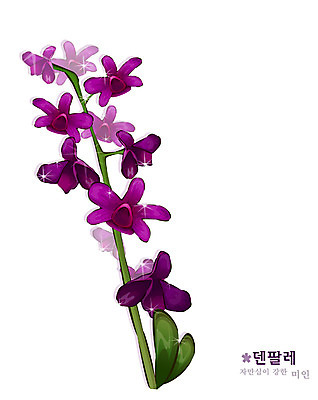 EPS 식물 꽃 컬러 일러스트 자연 사람없음 보라색 난초 꽃말 덴파레 양란 국내일러스트 생태계 파일형식 벡터