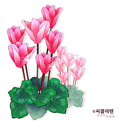 EPS 식물 꽃 분홍색 일러스트 자연 사람없음 꽃말 시클라멘 국내일러스트 컬러 생태계 파일형식 벡터