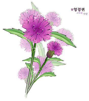 EPS 식물 꽃 컬러 일러스트 자연 사람없음 보라색 꽃말 엉겅퀴 국내일러스트 생태계 파일형식 벡터