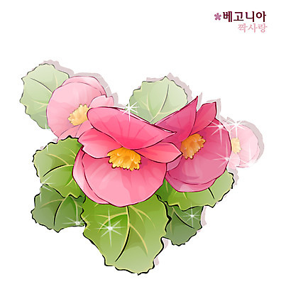 EPS 식물 꽃 분홍색 일러스트 자연 사람없음 꽃말 베고니아 국내일러스트 컬러 생태계 파일형식 벡터