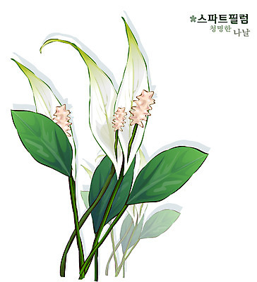 EPS 식물 꽃 일러스트 자연 사람없음 흰색 꽃말 스파트필럼 국내일러스트 컬러 생태계 파일형식 벡터