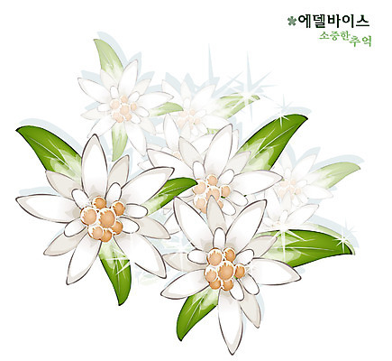 EPS 식물 꽃 일러스트 자연 사람없음 흰색 꽃말 국내일러스트 컬러 생태계 파일형식 벡터