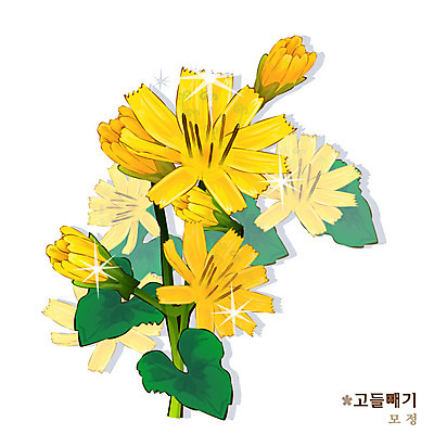 EPS 식물 꽃 컬러 일러스트 여름꽃 자연 사람없음 노란색 꽃말 고들빼기 국내일러스트 생태계 나물 파일형식 벡터 여름_계절