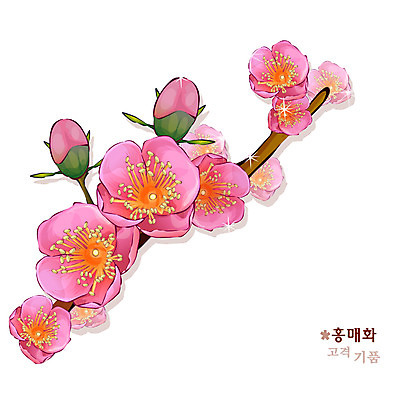 EPS 식물 꽃 분홍색 일러스트 봄꽃 자연 사람없음 매화 꽃말 홍매화 국내일러스트 컬러 봄 생태계 파일형식 벡터