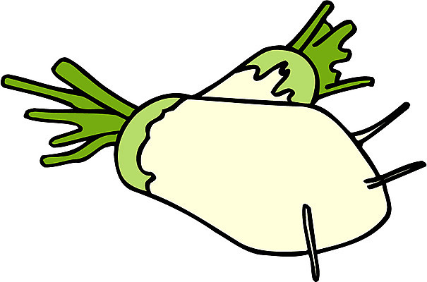 EPS 식물 음식 채소 일러스트 식재료 사람없음 농작물 두개 무 국내일러스트 2 농업 뿌리채소 파일형식 벡터