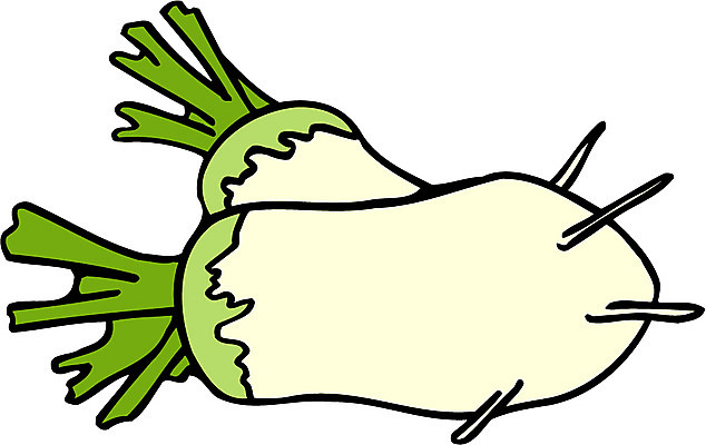 EPS 식물 음식 채소 일러스트 식재료 사람없음 농작물 두개 무 국내일러스트 2 농업 뿌리채소 파일형식 벡터