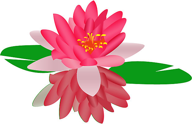 EPS 클립아트 식물 꽃 컬러 한송이 불교 일러스트 여름꽃 자연 연꽃 물그림자 사람없음 빨간색 반사 연잎 국내일러스트 1 종교 잎 그림자 생태계 송이 파일형식 벡터 여름_계절