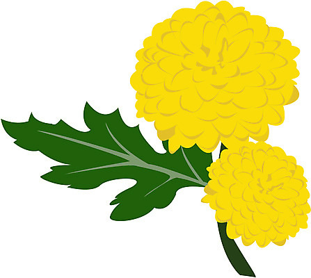 EPS 클립아트 식물 꽃 컬러 일러스트 자연 국화 가을꽃 사람없음 노란색 국내일러스트 생태계 파일형식 벡터 가을_계절