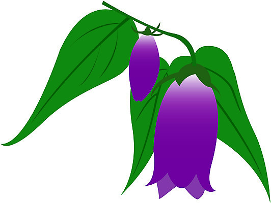 EPS 클립아트 식물 꽃 컬러 일러스트 여름꽃 자연 사람없음 보라색 초롱꽃 국내일러스트 생태계 파일형식 벡터 여름_계절