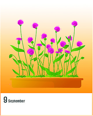 EPS 클립아트 식물 문자 영어 꽃 화분 화초 일러스트 사람없음 숫자 달력 자주색 9월 맨드라미 국내일러스트 컬러 날짜 파일형식 벡터