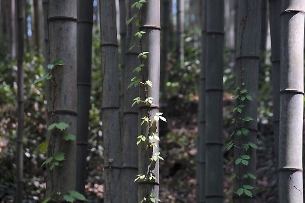포토 JPG 주간 나무 식물 자연 여러그루 사람없음 야외 대나무 대나무숲 국내포토 자연요소 다수 숲 생태계 파일형식