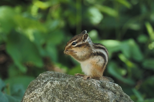 포토 JPG 주간 동물 척추동물 한마리 육지동물 야생동물 포유류 사람없음 야외 다람쥐 국내포토 자연요소 1 설치류 파일형식