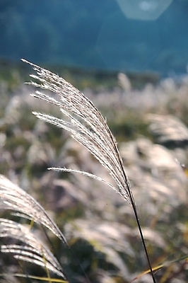 포토 JPG 주간 식물 자연 갈대 근접촬영 사람없음 야외 아웃포커스 가을 풀 국내포토 자연요소 계절 뷰포인트 촬영기법 생태계 파일형식