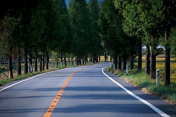 포토 JPG 주간 나무 식물 시설물 현대건축 건축 도로 길 자연 풍경 사람없음 야외 시골 아스팔트 가로수 중앙선 국내포토 자연요소 건축물 교통시설 생태계 파일형식
