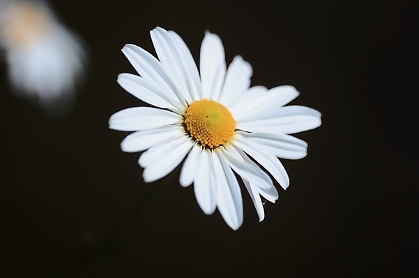 포토 JPG 식물 꽃 한송이 자연 가을꽃 근접촬영 사람없음 야외 하이앵글 들꽃 흰색 구절초 국내포토 1 뷰포인트 컬러 생태계 송이 파일형식 가을_계절