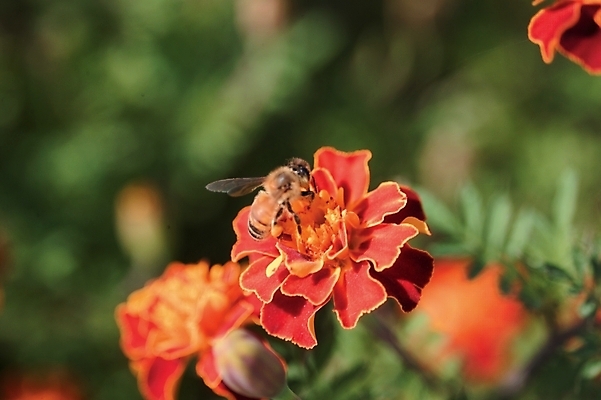 포토 JPG 주간 식물 동물 한마리 꽃 여러송이 곤충 절지류 자연 근접촬영 사람없음 야외 아웃포커스 빨간색 하이앵글 벌 금잔화 국내포토 자연요소 1 뷰포인트 컬러 다수 촬영기법 생태계 파일형식