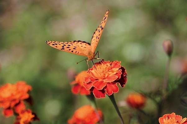 포토 JPG 주간 식물 동물 한마리 꽃 여러송이 나비 곤충 절지류 자연 근접촬영 사람없음 야외 아웃포커스 빨간색 금잔화 국내포토 자연요소 1 뷰포인트 컬러 다수 촬영기법 생태계 파일형식