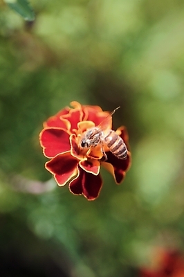 포토 JPG 주간 식물 동물 한마리 꽃 곤충 한송이 절지류 자연 근접촬영 사람없음 야외 아웃포커스 빨간색 하이앵글 벌 금잔화 국내포토 자연요소 1 뷰포인트 컬러 촬영기법 생태계 송이 파일형식