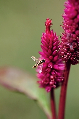 포토 JPG 주간 식물 동물 한마리 꽃 여러송이 곤충 절지류 자연 근접촬영 사람없음 야외 벌 진홍색 국내포토 자연요소 1 뷰포인트 다수 빨간색 생태계 파일형식