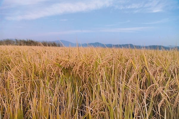 포토 JPG 주간 식물 배경화면 백그라운드 농업 자연 하늘 곡류 논 풍경 사람없음 야외 농사 벼 농촌 시골 국내포토 자연요소 산업 생태계 파일형식