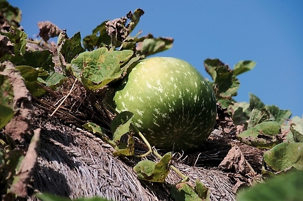 포토 JPG 주간 식물 열매 로우앵글 자연 하늘 지붕 초가집 근접촬영 사람없음 야외 초록색 연두색 한개 덩굴 박 국내포토 자연요소 1 뷰포인트 컬러 한옥 생태계 파일형식
