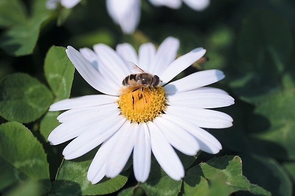 포토 JPG 주간 식물 동물 한마리 꽃 곤충 잎 한송이 절지류 자연 근접촬영 사람없음 야외 하이앵글 흰색 벌 구절초 국내포토 자연요소 1 뷰포인트 컬러 생태계 송이 파일형식