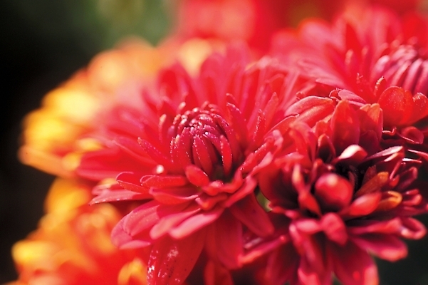 포토 JPG 주간 식물 꽃 화초 배경화면 여러송이 백그라운드 자연 근접촬영 사람없음 야외 하이앵글 진홍색 국내포토 자연요소 뷰포인트 다수 빨간색 생태계 파일형식