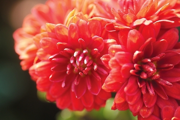 포토 JPG 주간 식물 꽃 화초 배경화면 여러송이 백그라운드 자연 근접촬영 사람없음 야외 하이앵글 진홍색 국내포토 자연요소 뷰포인트 다수 빨간색 생태계 파일형식