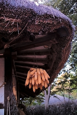 포토 JPG 주간 나무 식물 한국문화 한국전통 시설물 열매 건축 음식 고건축 한국건축 식재료 자연 지붕 곡류 한국 초가집 옥수수 사람없음 야외 동양건축 건축부분 옥수수콘 국내포토 자연요소 동양문화 전통 건축물 아시아 한옥 생태계 파일형식 동양