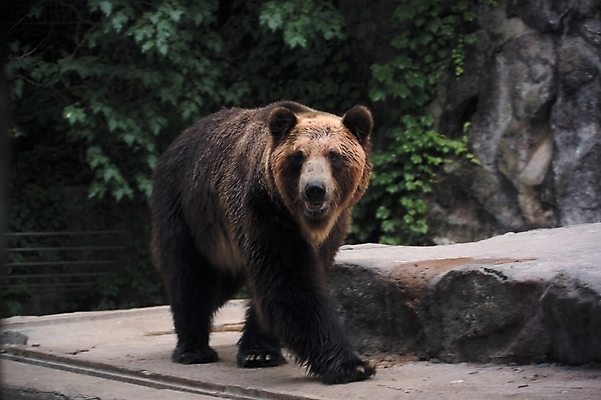 포토 JPG 주간 나무 식물 동물 척추동물 한마리 육지동물 야생동물 곰 포유류 나뭇잎 사람없음 야외 흑곰 국내포토 자연요소 1 잎 파일형식