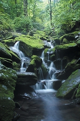 포토 JPG 주간 나무 식물 사계절 계절 배경화면 백그라운드 자연 산 여러그루 이끼 풍경 사람없음 야외 초록색 연두색 여름 계곡 폭포 돌_바위 바위 국내포토 자연요소 컬러 다수 생태계 파일형식