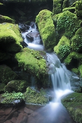 포토 JPG 주간 식물 사계절 계절 배경화면 백그라운드 자연 산 이끼 풍경 사람없음 야외 초록색 연두색 여름 계곡 폭포 돌_바위 바위 대서 국내포토 자연요소 컬러 절기 생태계 파일형식
