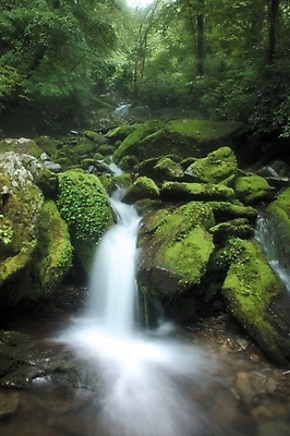 포토 JPG 주간 나무 식물 사계절 계절 배경화면 백그라운드 자연 산 여러그루 이끼 풍경 사람없음 야외 초록색 연두색 여름 계곡 폭포 돌_바위 바위 국내포토 자연요소 컬러 다수 생태계 파일형식