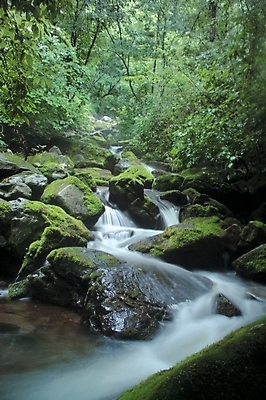 포토 JPG 주간 나무 식물 사계절 계절 배경화면 백그라운드 자연 산 여러그루 이끼 풍경 사람없음 야외 초록색 연두색 여름 계곡 폭포 돌_바위 바위 대서 국내포토 자연요소 컬러 다수 절기 생태계 파일형식