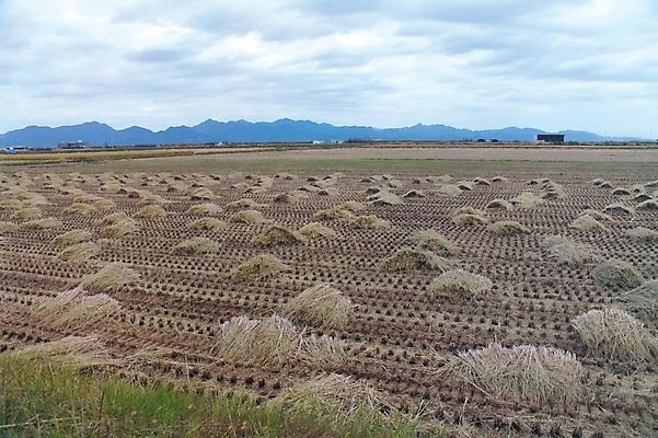포토 JPG 주간 구름 사계절 계절 배경화면 백그라운드 농업 자연 하늘 논 풍경 사람없음 야외 추수 벼 가을 농촌 볏단 국내포토 자연요소 산업 곡류 시골 생태계 파일형식