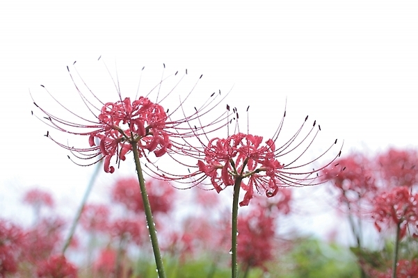 포토 JPG 주간 식물 꽃 분홍색 여러송이 자연 풍경 근접촬영 사람없음 야외 빨간색 꽃술_꽃 석산꽃 국내포토 자연요소 뷰포인트 컬러 다수 생태계 파일형식