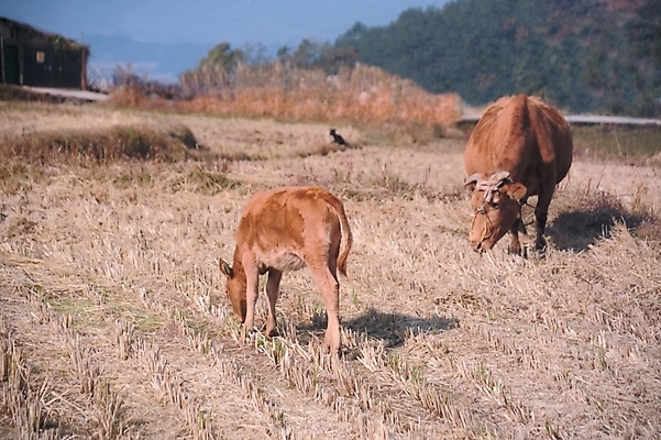 포토 JPG 주간 동물 척추동물 육지동물 두마리 밭 농업 포유류 논 풍경 사람없음 야외 가축 농촌 시골 소 황소 송아지 국내포토 자연요소 산업 새끼 2 파일형식