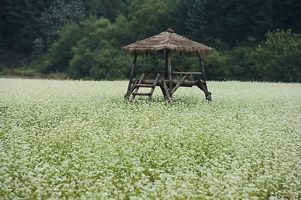 포토 JPG 주간 식물 건축 꽃 백그라운드 고건축 꽃밭 한국건축 자연 산 한국 가을꽃 풍경 초원 사람없음 야외 동양건축 시골 원두막 메밀꽃 국내포토 자연요소 건축물 아시아 생태계 파일형식 동양 가을_계절