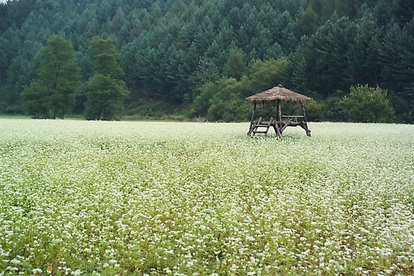 포토 JPG 주간 나무 식물 건축 꽃 배경화면 백그라운드 고건축 한국건축 자연 산 한국 풍경 초원 사람없음 야외 동양건축 원두막 메밀꽃 국내포토 자연요소 건축물 아시아 생태계 파일형식 동양
