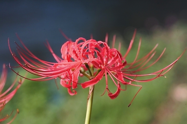 포토 JPG 주간 식물 꽃 한송이 자연 근접촬영 사람없음 야외 빨간색 꽃술_꽃 진홍색 석산꽃 국내포토 자연요소 1 뷰포인트 컬러 생태계 송이 파일형식