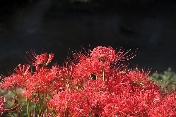 포토 JPG 식물 꽃 여러송이 백그라운드 자연 풍경 근접촬영 사람없음 야외 꽃술_꽃 진홍색 석산꽃 국내포토 뷰포인트 다수 빨간색 생태계 파일형식
