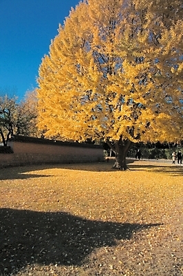 포토 JPG 주간 나무 식물 건축물 사계절 계절 공원 백그라운드 낙엽 자연 한그루 여러그루 풍경 사람없음 야외 노란색 가을 은행나무 국내포토 자연요소 1 공공시설 건축 컬러 다수 잎 생태계 파일형식