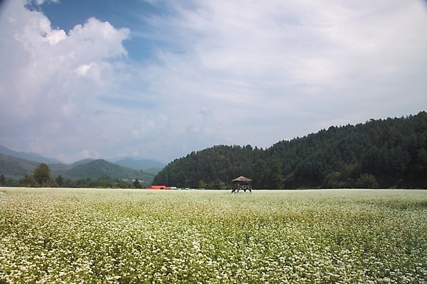 포토 JPG 주간 식물 건축 꽃 배경화면 백그라운드 고건축 꽃밭 한국건축 자연 하늘 산 한국 풍경 초원 사람없음 야외 동양건축 원두막 메밀꽃 국내포토 자연요소 건축물 아시아 생태계 파일형식 동양